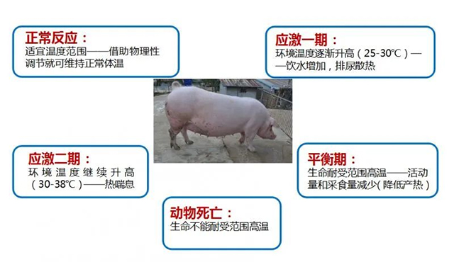 夏至|養(yǎng)豬人應該注意以下8點，減少豬只應激反應