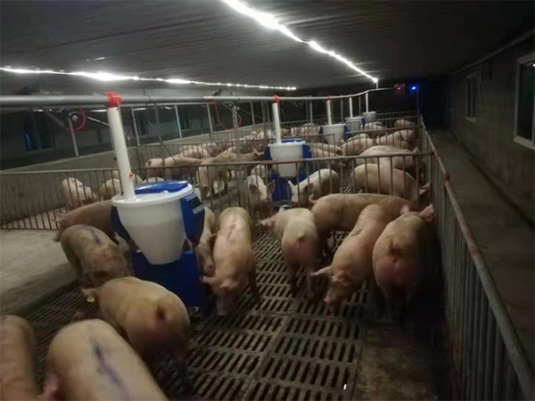 夏季高溫來襲，飼料易變質，干料與粥料到底哪種好？