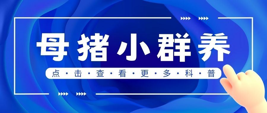 由限位欄轉向母豬小群飼養模式的益處