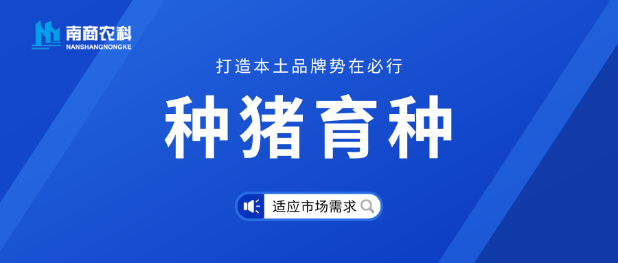 種豬育種與本土品牌建設：市場需求是重中之重