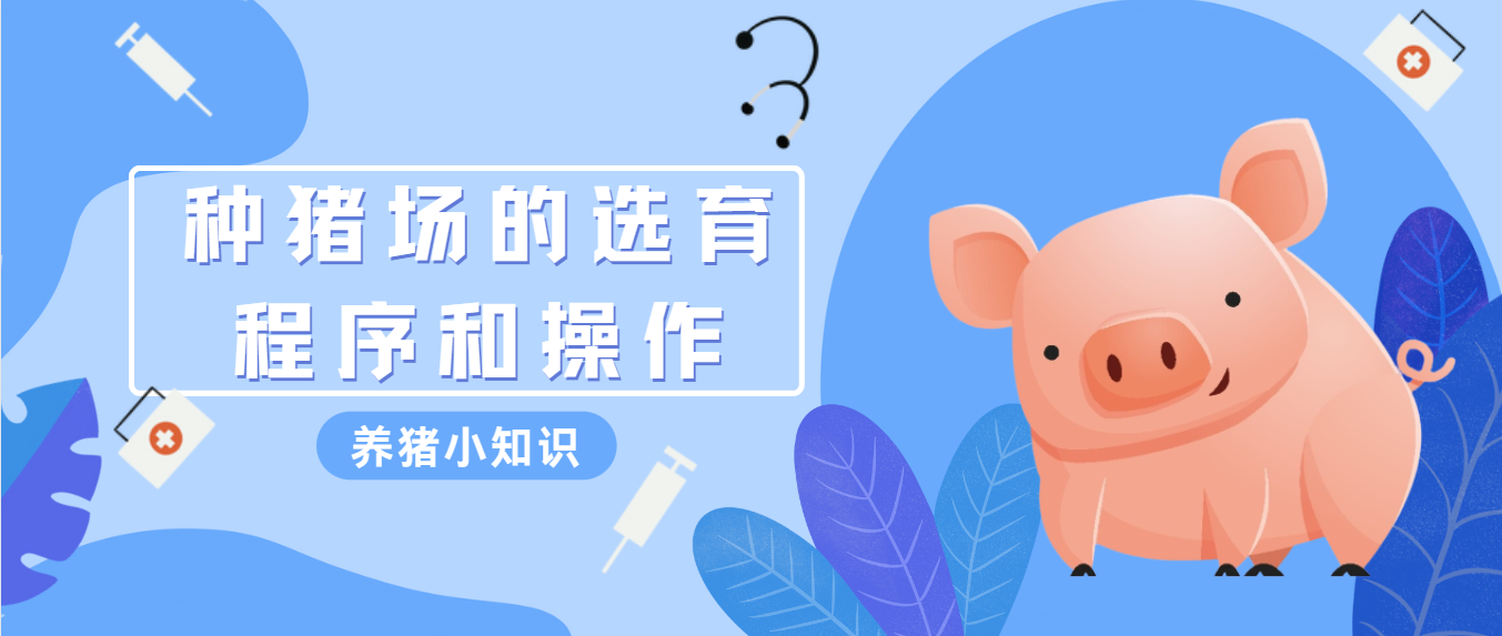 種豬場選育流程中關鍵的操作環節和注意事項
